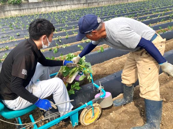 さつまいも収穫体験2_240928